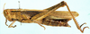 Afroxyrrhepes procera (Burmeister, 1838): female, lateral view. (Otu).