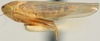 Habitus, lateral view: !! display not done !! on Dalbulus maidis (DeLong & Wolcott, 1923): Dalbulus maidis, lateral habitus (INHS). (Observation).