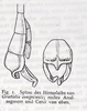 CollectionObject 1557937; 7454e122-ab86-41b9-a9a3-93a7f854cd69: [original description]. male: end of abdomen (syntype). (CollectionObject).