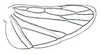 Hind wing: Idiodonus josea, hindwing. (Observation).