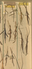 Clonopsis algerica (Pantel, 1890): copyright NHMW, Vienna. male and female (syntypes). (Otu).