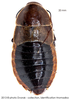 Brachynauphoeta hova (Saussure & Zehntner, 1895): Copyright Josef Dvorák. Brachynauphoeta hova. (Otu).
