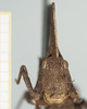 Hymenotes triangularis Westwood, 1837: female, frontal view (syntype). (Otu).