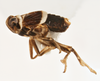 Habitus, lateral view: !! display not done !! on Pissonotus albivultus Morgan & Beamer, 1949: (Observation).