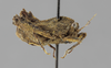 CollectionObject 1523454; d9877abc-e54e-496e-a916-20f1b666e9e8: male, lateral view (holotype). (CollectionObject).