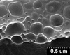 Brochosomes on Cuerna arida Oman & Beamer, 1944: CR173 | U.S.A., Arizona, Sta. Catalina Mts. | 7/15/1950 | KSEM. (Observation).