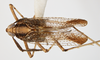 Habitus, dorsal view: !! display not done !! on Copicerus irroratus Swartz, 1802: (Observation).