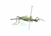 CollectionObject 1599764; MNCR 1,193,523, 8d4414ad-3fed-4188-99df-1aad3cc3dcc2: copyright MNCR. male, lateral view (holotype). (CollectionObject).
