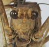 CollectionObject 1539774; 468288cf-2b50-4b67-8f4b-b3f052943afb: male face (holotype). (CollectionObject).