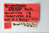 Other: !! display not done !! on Bryantopsis ensiger Ball, 1937: (Observation).