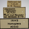 Other on Athysanella (Amphipyga) minor Ball & Beamer, 1940: Labels. (Observation).