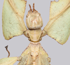 CollectionObject 1591407; 5e1b48b6-a134-4cbc-81c7-04a5016d50fe: copyright ISAS Yunan. female head & thorax, dorsal view (holotype). (CollectionObject).