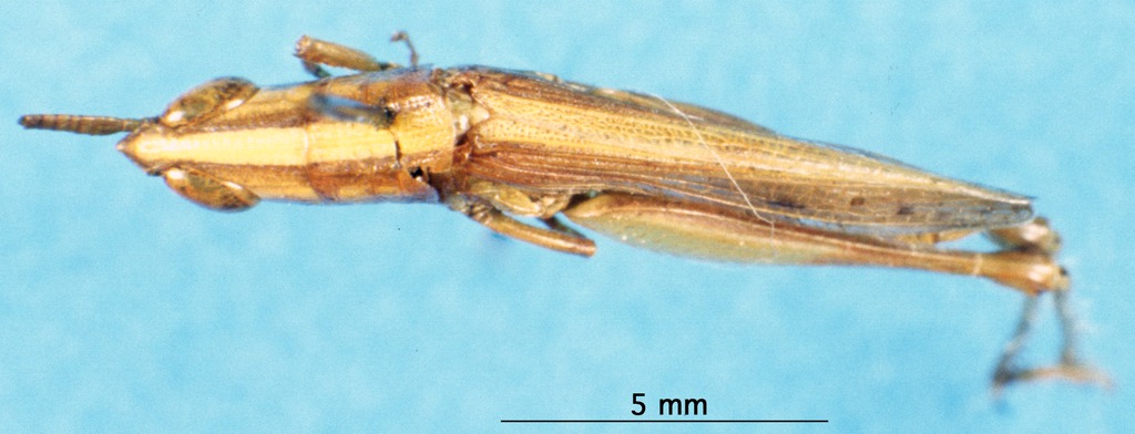 male, dorsal view (paratype). Depicts CollectionObject 1581398; dca4cd45-7130-409c-b2c8-81bac45eedaf, a CollectionObject.