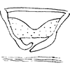 Aedeagus, lateral view: Aedeagus, lateral view. (Observation).