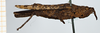 CollectionObject 1476929; 33da92f0-b4c5-4f18-bc94-3eb324e8a75b: female, lateral view (holotype or syntype of Amorphopus caiman). (CollectionObject).
