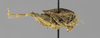 CollectionObject 1523460; a984a68d-6869-493d-8ca3-c0a56ec5f2c0: male, lateral view (holotype). (CollectionObject).