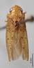 Habitus, dorsal view on Coarctana serpenta (DeLong, 1980): Male holotype [AMNH]: habitus, dorsal view. (Observation).