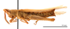 CollectionObject 1538204; 6c0f6d85-ac97-4014-bba9-b25074ac69f8: female, lateral view (holotype). (CollectionObject).
