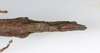CollectionObject 1591896; acb19454-91fe-4db1-8508-ffc928ca2afd: copyright USNM, Washington. female end of abdomen, ventral view (paratype). (CollectionObject).;CollectionObject 1591897; d1971875-9839-4678-8b9d-2ea18fbdd7eb: copyright USNM, Washington. female end of abdomen, ventral view (paratype). (CollectionObject).