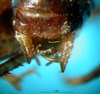 CollectionObject 1500321; 28d151bd-3ffe-4de3-ab01-71a473359e6c: male cerci (holotype). (CollectionObject).