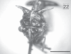 Head on Cyphonia ancoralis Berg, 1883: (Observation).