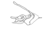 Nadiacris metallica Descamps & Amédégnato, 1972: Fig. 64. phallic complex, epiphallus and ectophallus membrane removed, lateral view. (Otu).