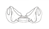 Dichroplus fuscus (Thunberg, 1815): Fig. 14. epiphallus, dorsal view. (Otu).