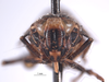 Head on Docalidia fibra Nielson, 1979: (Observation).