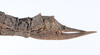 CollectionObject 1578996; ec8af537-65cd-4a3f-8699-a6ffc6e3d84c: copyright ZMUH, Hamburg. female: end of abdomen, lateral view (syntype). (CollectionObject).