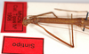 CollectionObject 1557682; 7bf6c299-d657-45d2-b5c0-9f5b17aef872: copyright MNCN, Madrid. female: head & thorax, dorsal view (syntype). (CollectionObject).;CollectionObject 1557683; f6d433bf-4f51-4fc5-9cf6-311c6d0c275b: copyright MNCN, Madrid. female: head & thorax, dorsal view (syntype). (CollectionObject).