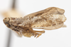 Habitus, lateral view on Catonia arbutina Ball, 1933: (Observation).