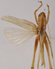 CollectionObject 1534474; 4f7f0f8d-5657-4b6c-a7b5-dbf0d67b384b: female, dorsal view (holotype). (CollectionObject).