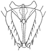 Subgenital plate: genital capsule, ventrally. (Observation).