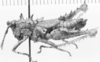 CollectionObject 1525186; ddca25fa-3b4b-4509-a69f-4ca636110407: female, lateral view (allotype of Nicarchus enyalius). (CollectionObject).