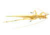 CollectionObject 1578246; b16d22ee-35eb-4b05-a3a3-6fd31896f523: male, dorsal view. (CollectionObject).