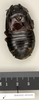 CollectionObject 1573084; c6802a79-c6c1-455f-9dc8-7afbb4ffa173: Copyright Natural History Museum, London. Non-type (adult female) in BM(NH). Dorsal view. (CollectionObject).