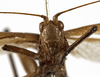 CollectionObject 1529784; 023177d5-847d-4548-a886-37a382c03b00: male, frontal view (holotype). (CollectionObject).
