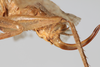 CollectionObject 1505638; 0bbf1226-1d82-4644-b188-e18f054a49e6: Female, lateral view (syntype). (CollectionObject).