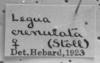 CollectionObject 1565614; 61bddbc9-bfd2-406b-875e-67f3d74a976e: Image Carbonell, C.S. labels. (CollectionObject).