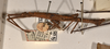 CollectionObject 1558452; a237584d-116d-4fb6-96cd-ae54ce1c2027: copyright OUMNH. male, lateral view of Dimorphodes mancus (syntype),..ght OUMNH. (CollectionObject).;CollectionObject 1558453; ea906b12-686a-41bd-bb38-664c85261f31: copyright OUMNH. male, lateral view of Dimorphodes mancus (syntype),..ght OUMNH. (CollectionObject).