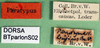 CollectionObject 1502204; 29e9cc3c-144f-4d39-9e15-f386d8b06854: labels (syntype). (CollectionObject).
