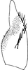 Subgenital plate, ventral view on Atkinsoniella cyclops (Melichar, 1914): Subgenital plate. (Observation).