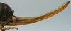 CollectionObject 1516719; 1003f346-b9f5-41a9-9605-1a84054075c5: female ovipositor (holotype). (CollectionObject).