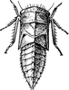 Nymph: !! display not done !! on Pediopsoides (Pseudonanopsis) distinctus (Van Duzee, 1890): (Observation).