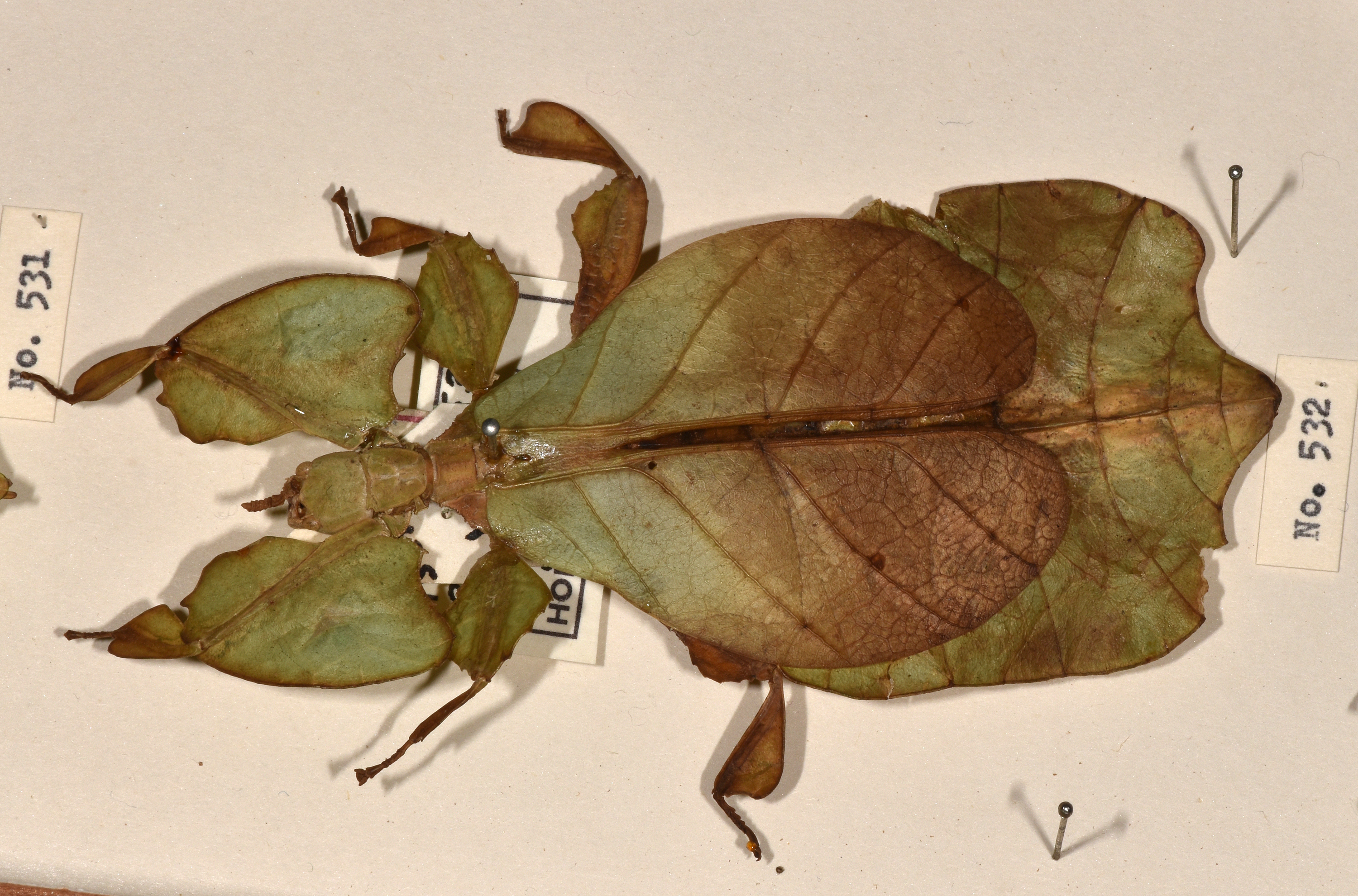 copyright UMO. female of Phyllium pulchrifolium [type species]. Depicts Pulchriphyllium Griffini, 1898, an Otu.