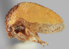 Habitus, lateral view on Amastris pseudomaculata Broomfield, 1976 now Amastris maculata Funkhouser, 1922: (Observation).