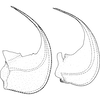 Aedeagus, lateral view on Cicadula (Cicadula) saturata (Edwards, 1915): Aedeagus, lateral view. (Observation).