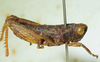 CollectionObject 1498692; 66c7d17b-c0e7-4003-bd27-74045187e68d: male, lateral view. (CollectionObject).