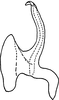 Aedeagus, lateral view on Erythridula volucris (Beamer, 1930): Aedeagus, lateral view. (Observation).
