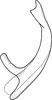 Aedeagus, lateral view on Brazosa picturella (Baker, 1923): (Observation).